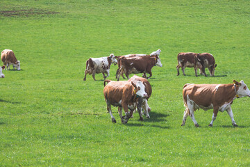 Naklejka na ściany i meble Organic farming in Austria: Cows are grazing on the meadow, spring time