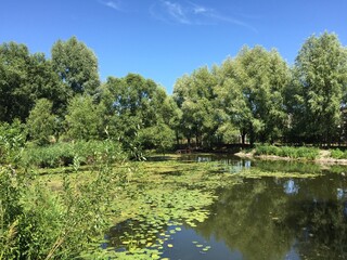 pond in the park