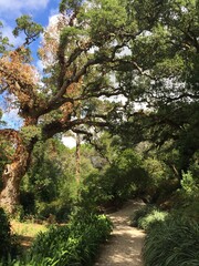 footpath in the park