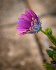 Close up of blooming purple cape daisy in the garden