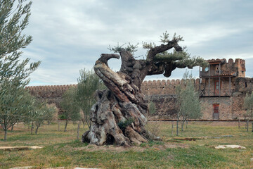 Old large olive tree trunk in the field with background of the defensive walls of the fortress