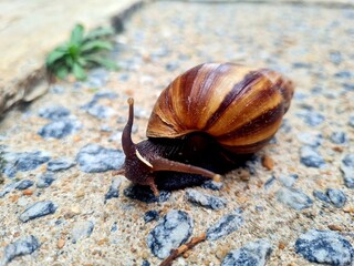 snail on the road