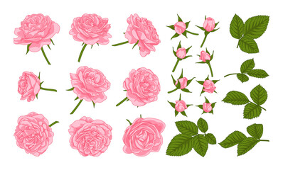 Pink roses. Set of roses, petals and buds. Elements of roses for floral romantic design.