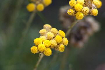 Immortelle des dunes