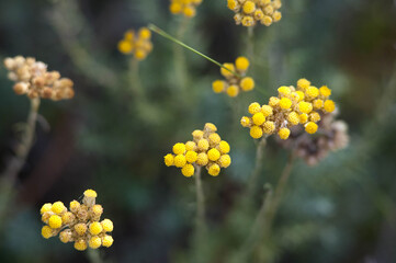 Immortelle des dunes