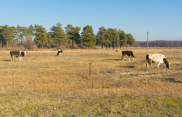 Fall landscape with meadow and several cows grazing on in Poltavskaya oblast, Ukraine