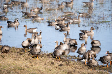 Obraz premium A large puddle in the spring on the edge of a cereal field where a lot of geese have gathered, which have just returned in flocks from the warm country to Latvia.