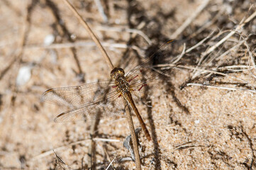 Libellule dans les dunes