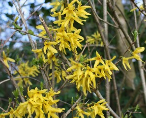 yellow flowers in spring