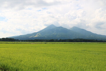 Obraz premium 福島県の猪苗代の田んぼと磐梯山