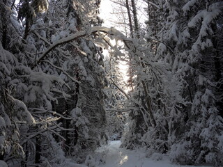 snow covered trees