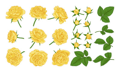 Yellow roses. Set of roses, petals and buds. Elements of roses for floral romantic design.