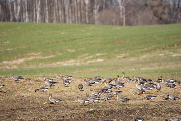 In the spring, on the edge of a cereal field, where a lot of geese have gathered, which have just returned in flocks from the warm country to Latvia.