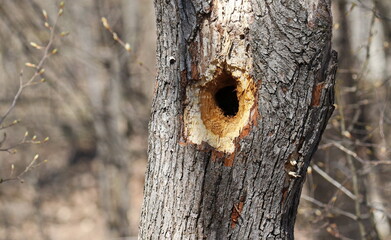 Oak tree and a woodpecker hole background and texture