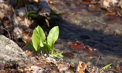 Wild garlic (Allium ursinum) in spring background