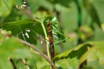 grasshopper on a leaf