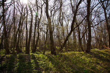 Fototapeta premium Spring forest