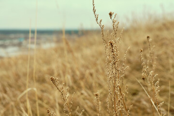 Fototapeta premium field of dry grass close up, gloomy landscape of dry meadow