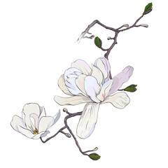 Magnolia flower drawing. Hand drawn botanical Illustration