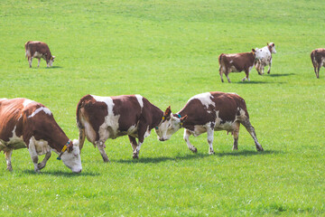 Organic farming in Austria: Happy cows are playing on the meadow, spring time