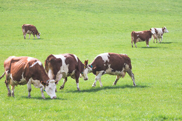 Organic farming in Austria: Happy cows are playing on the meadow, spring time