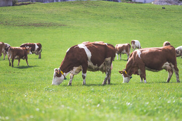 Organic farming in Austria: Cows are grazing on the meadow, spring time