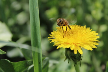 bee on a dandelion