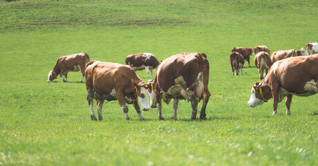 Organic farming in Austria: Cows are grazing on the meadow, spring time