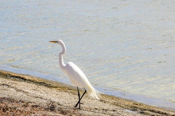 Great White Egret walking on a sandy beach in Florida