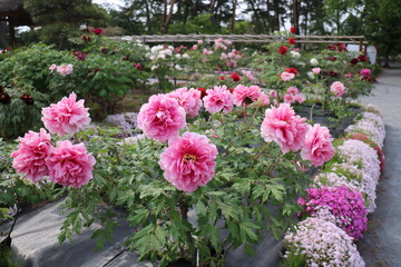 福島県の須賀川牡丹園の満開の牡丹