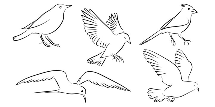 5 Verschiedene V&ouml;gel Konturen Birds Vektor Grafik Illustration Lineart