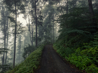 Obraz premium footpath in the woods