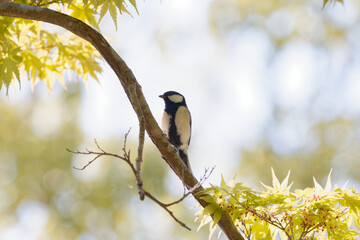 シジュウカラのオス