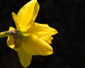 one yellow daffodil on black background from back