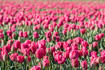 Close up of a beautiful magical spring landscape with a Pink tulip flowers in the field, oordoostpolder, Flevoland in the Netherlands. A colorful bed of pink Dutch tulips. 