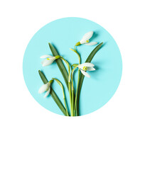 Flat lay composition with snowdrop flowers in circle with copy space. greeting card with place for text.