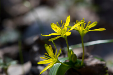Fototapeta premium Field Gagea flower, or Goose onion, or Bird's bow. yellow flower with green leaves. Spring flowers in the forest. Soft selective focus. first delicate yellow flowers, natural background, close-up