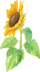 透明水彩で描いた葉っぱ付きの向日葵2（斜め）