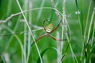 The wasp spider
