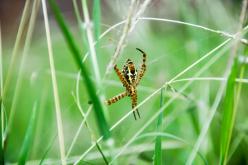 The wasp spider