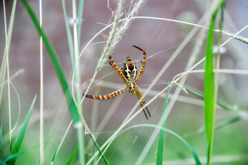 The wasp spider