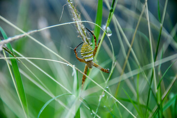 spider on a leaf