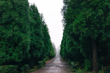 Forest road on a cloudy day. Rural country road on the mountain of the national reserve.