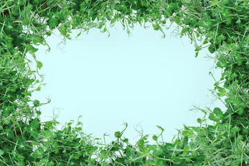 natural background from young green shoots of peas on a light green background, empty space in the center
