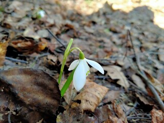 Подснежник.
Лесопарк Лосиный остров, Подмосковье. 11.04.2021