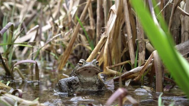 The Common / European toad (Bufo bufo) in the pond.