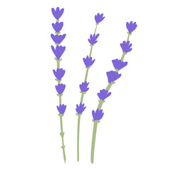 Flower lavender isolated on white background. Beautiful hand drawn botanical sketches for any purpose.