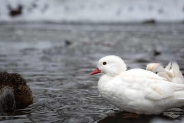 Female white mandarin duck albino standing in water of lake in winter