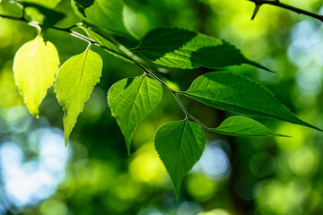 green leaves on the background of the sunny sky