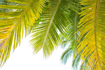 Obraz na płótnie Canvas coconut leaves on white background